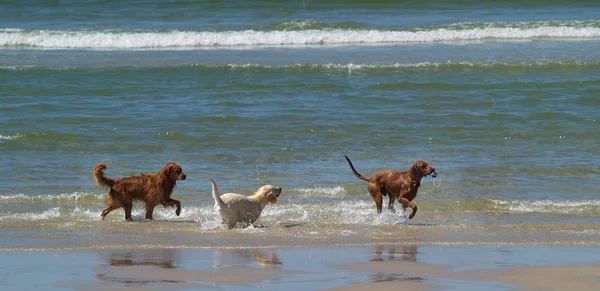 Dos Perros Jugando Nieve Verano — Foto de Stock