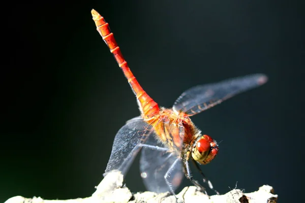 Insecte Libellule Petit Insecte Avec Des Ailes Dans Nature — Photo