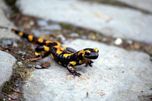 Salamandra Animal Reptiles Lagarto —  Fotos de Stock