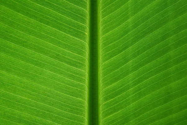 Sol Estava Brilhando Através Janela Deu Lhe Este Motivo Realmente — Fotografia de Stock