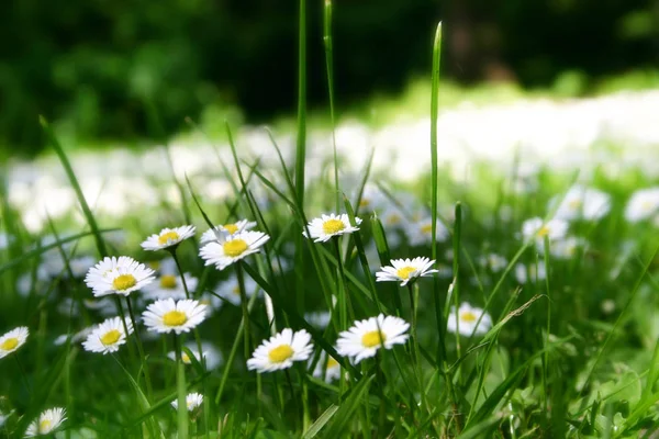 Immagine Margherita Piena Fioritura — Foto Stock