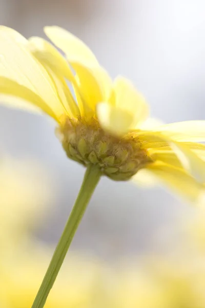 Közel Gyönyörű Nyári Virágok — Stock Fotó