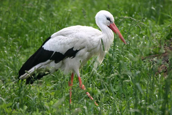 Malerischer Vogelschuss Der Outdoor Szene — Stockfoto