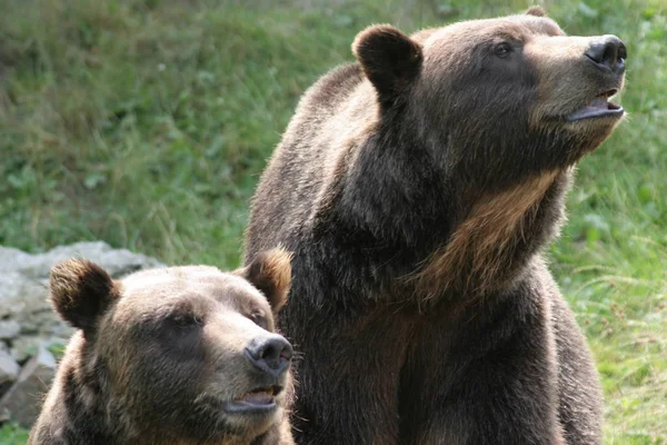 Dierenwelzijn Dierentuin — Stockfoto