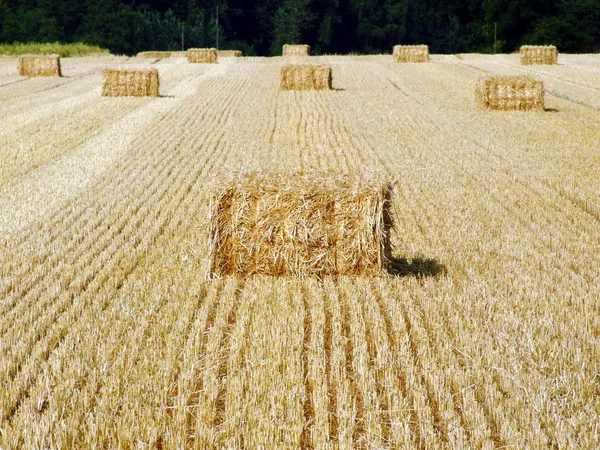 Getreideernte Erntezeit Der Landwirtschaft — Stockfoto