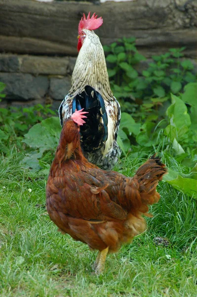 Vacker Utsikt Över Vacker Fågel Naturen — Stockfoto