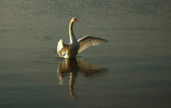 Scenic View Beautiful Bird Nature — Stock Photo, Image