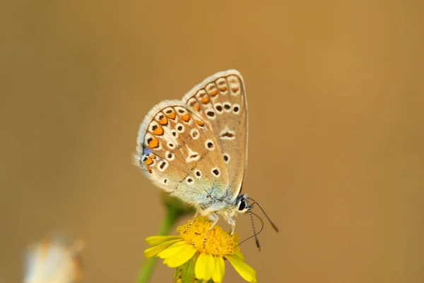 Close Bug Natureza Selvagem — Fotografia de Stock