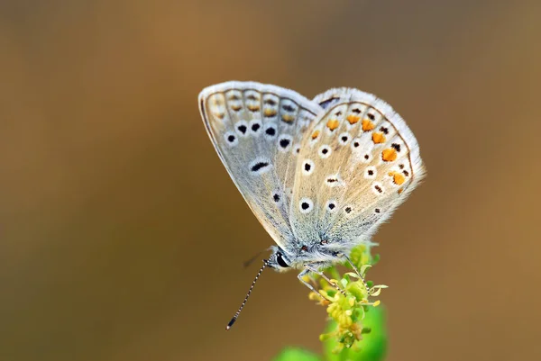 Close Van Een Insect Wilde Natuur — Stockfoto