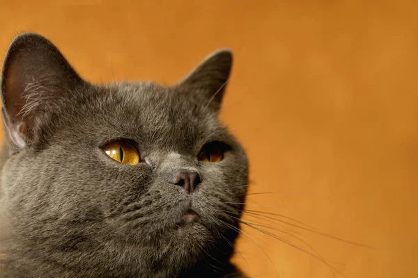 Retrato Lindo Gato —  Fotos de Stock