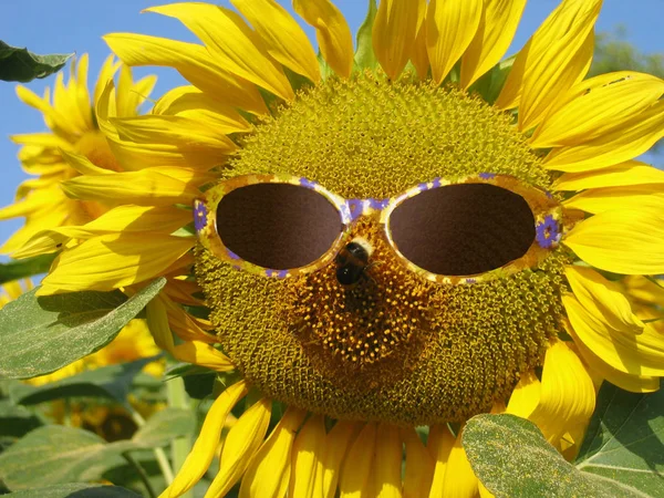 Nahaufnahme Von Insekten Der Natur — Stockfoto