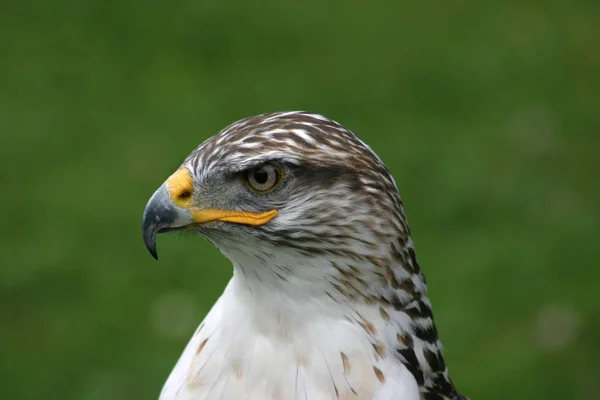 Vue Panoramique Bel Oiseau Nature — Photo