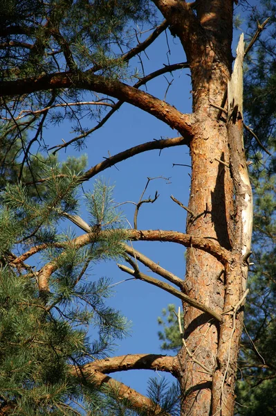 Schöne Aussicht Auf Die Natur — Stockfoto