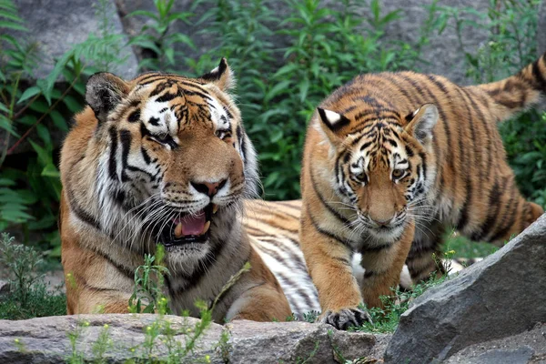 Jovem Tigre Siberiano Adulto Pode Atingir Comprimento Total Com Cauda — Fotografia de Stock