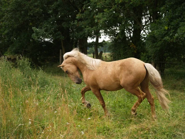 Koně Venku Dne — Stock fotografie