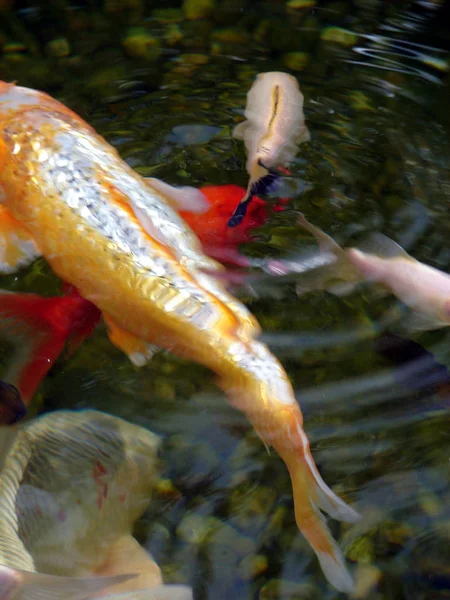 Ikan Koi Kolam — Stok Foto