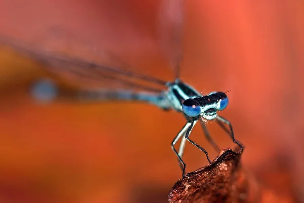 Detailní Makro Pohled Hmyz Vážky — Stock fotografie