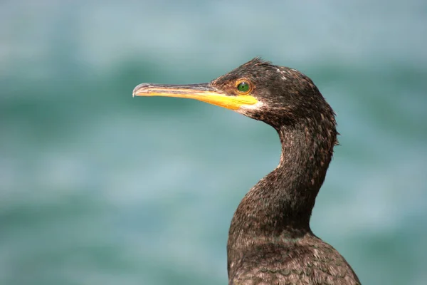 Vue Panoramique Magnifique Oiseau Cormoran Nature — Photo