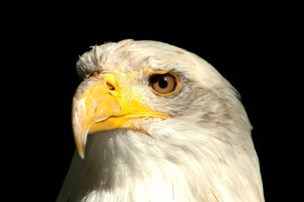 Scenic View Beautiful Bird Nature — Stock Photo, Image