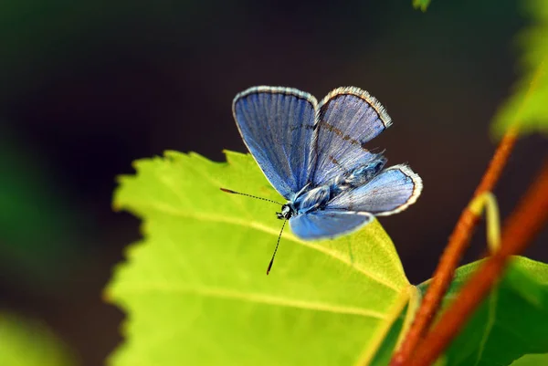 Vahşi Doğada Böceğe Yakın Çekim — Stok fotoğraf