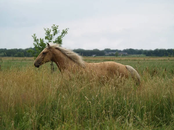 Horses Outdoors Daytime — Stock Photo, Image