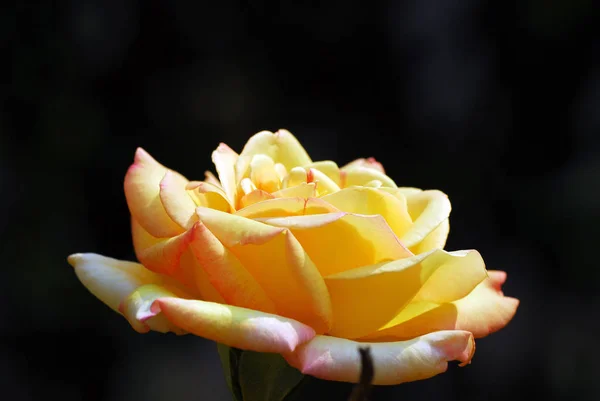 Pétalos Brote Flor Rosa — Foto de Stock