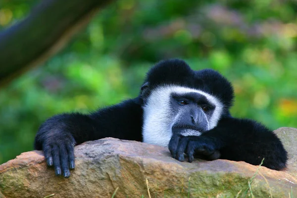 Até Mesmo Macacos São Muito Quentes — Fotografia de Stock