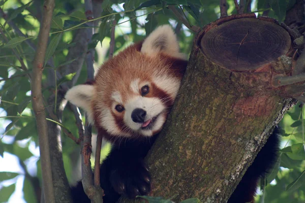 Pequeño Oso Panda Roja — Foto de Stock