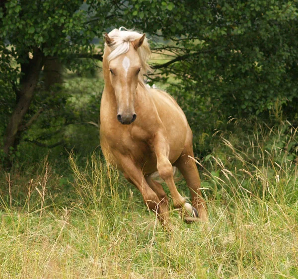 Fiús Fiú Nappal — Stock Fotó