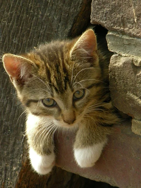 Маленькая Кошка — стоковое фото