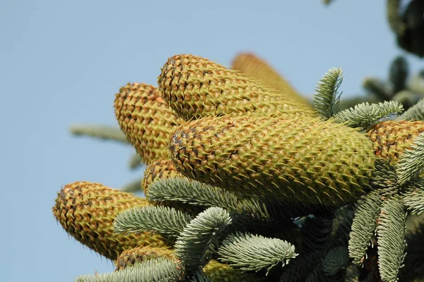 Tropische Groene Plant Sappige Cactussen — Stockfoto