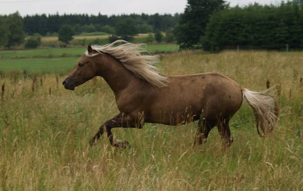 Lovak Nappal Szabadban — Stock Fotó