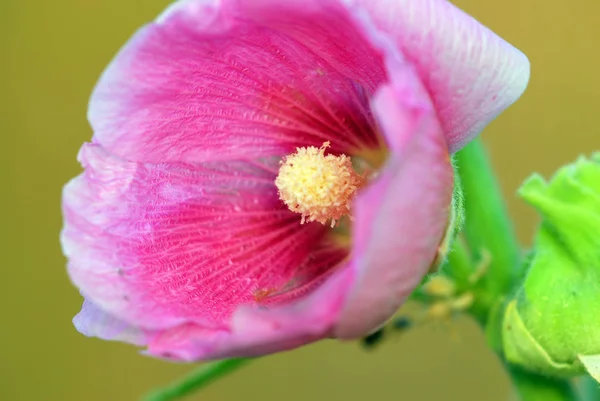 Bel Colpo Botanico Carta Parati Naturale — Foto Stock