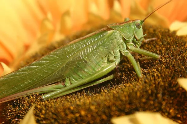 Insecto Saltamontes Insecto Orante Invertebrado — Foto de Stock