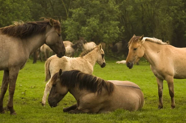Hjordar Hästar Som Betar Utomhus — Stockfoto