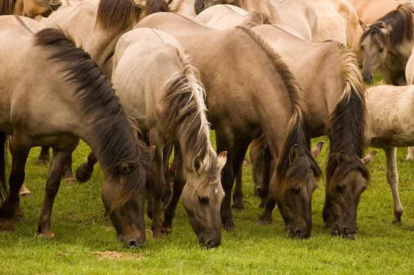 Hjordar Hästar Som Betar Utomhus — Stockfoto