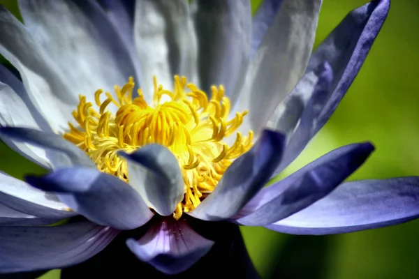 Vue Rapprochée Belle Nénuphar — Photo