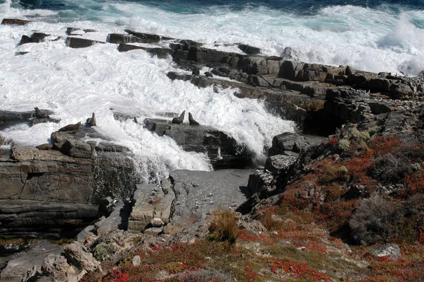 Kangaroo Island Australien Nvänligen Titta Åtminstone Xxxxl — Stockfoto