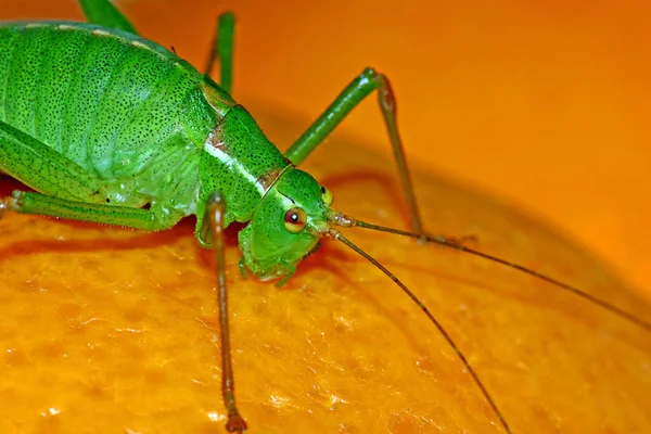 Vue Macro Rapprochée Insecte Sauterelle — Photo