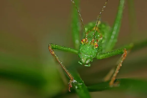 Insecto Saltamontes Insecto Orante Invertebrado — Foto de Stock