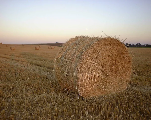 Sonbahar Hasadı Seçici Odaklanma — Stok fotoğraf