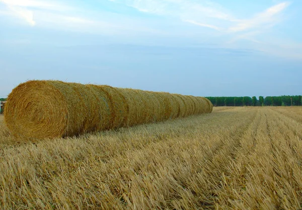 Campo Agricultura Con Hierba — Foto de Stock