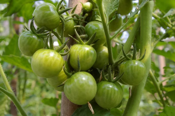 Tomates Alimentos Maduros Vegetais — Fotografia de Stock