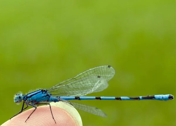 Vista Macro Primer Plano Del Insecto Libélula — Foto de Stock