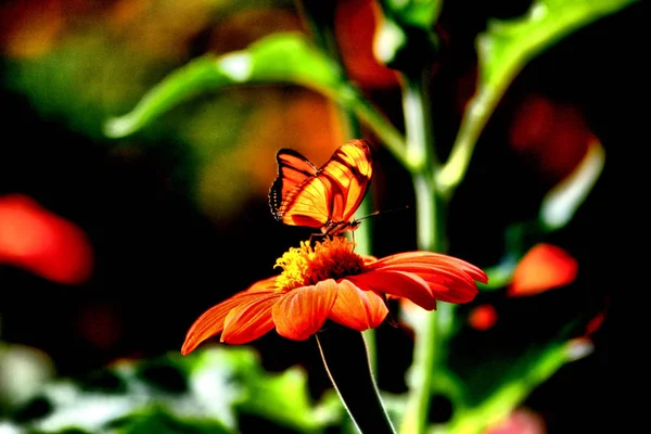 Bosque Bávaro Otoño — Foto de Stock