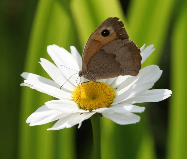 Vue Rapprochée Beau Papillon Coloré — Photo