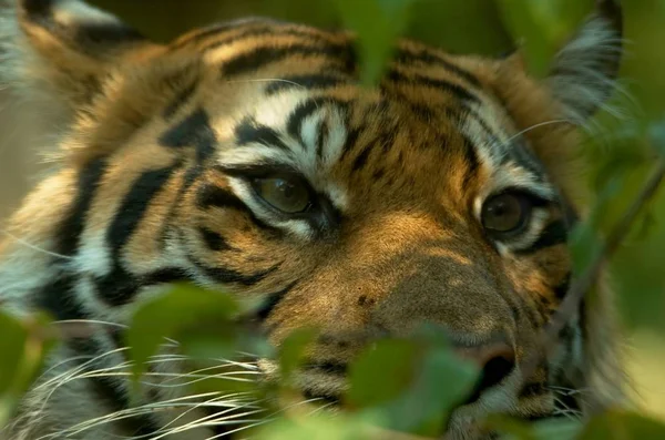 Tigre Selvagem Predador Felino — Fotografia de Stock