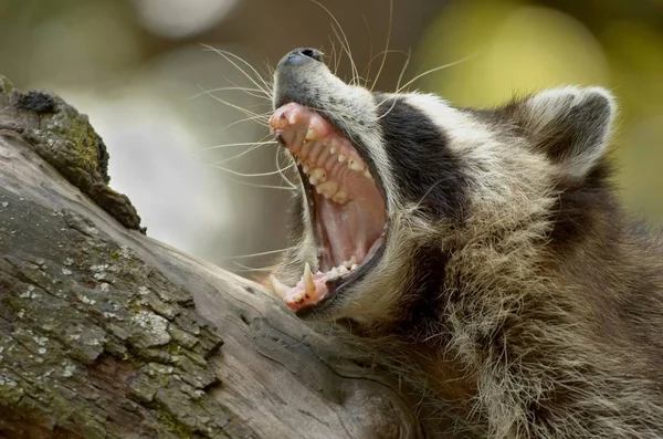 Different Animals Selective Focus — Stock Photo, Image