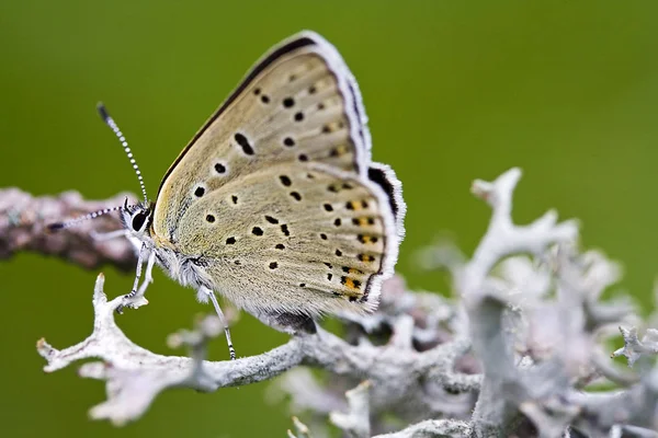 ぼやけた背景の上に青い鳥を閉じ込め — ストック写真