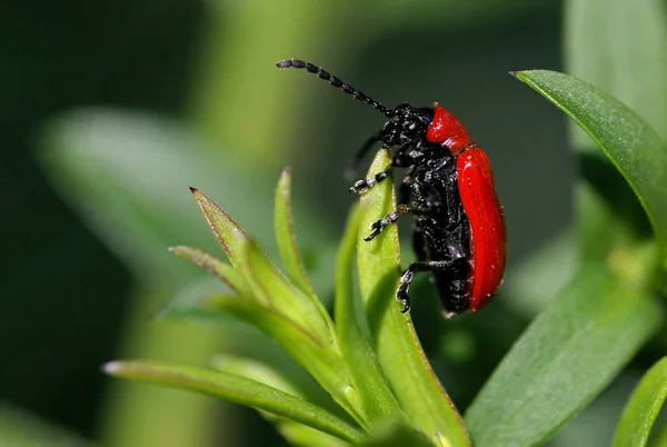 Close Zicht Insect Natuur — Stockfoto